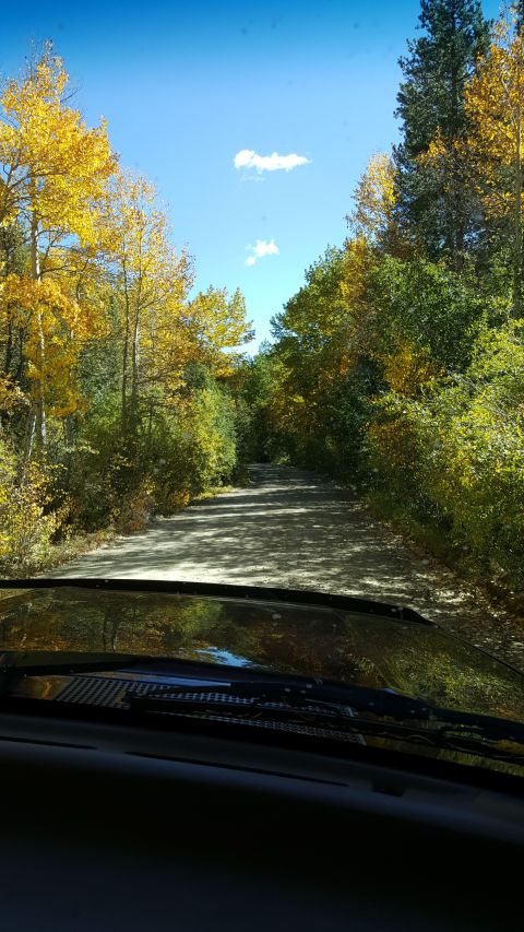 1996 Ford Bronco - View from inside a vehicle driving on a dirt road surrounded by trees in fall foliage.