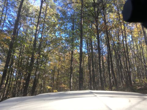 1979 Ford Bronco - The image shows a view looking up through a dense forest of trees with autumn foliage. The foreground is dominated by the hood of a light-c…