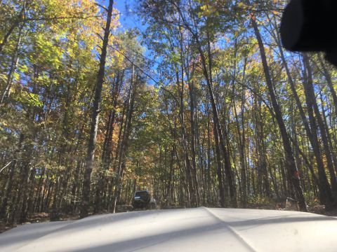 1979 Ford Bronco - A white vehicle's hood is in the foreground, looking out at a forest with autumn foliage. A dark-colored SUV is visible driving on a dirt r…