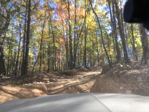1979 Ford Bronco - A dirt road winds through a forest with trees displaying autumn foliage. The view is from the perspective of a vehicle looking forward.