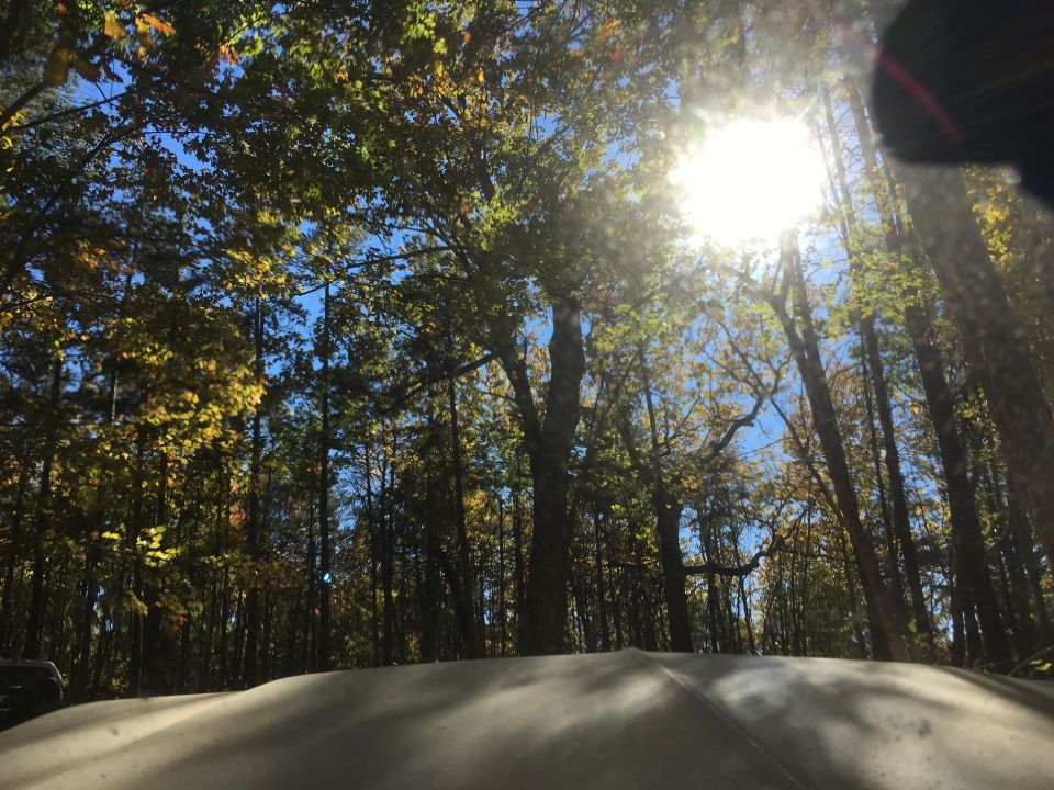 Sunlight through trees over a curved surface