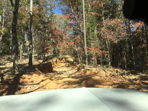 1979 Ford Bronco - A dirt path winds through a forest with autumn foliage. The foreground shows the hood of a white vehicle.