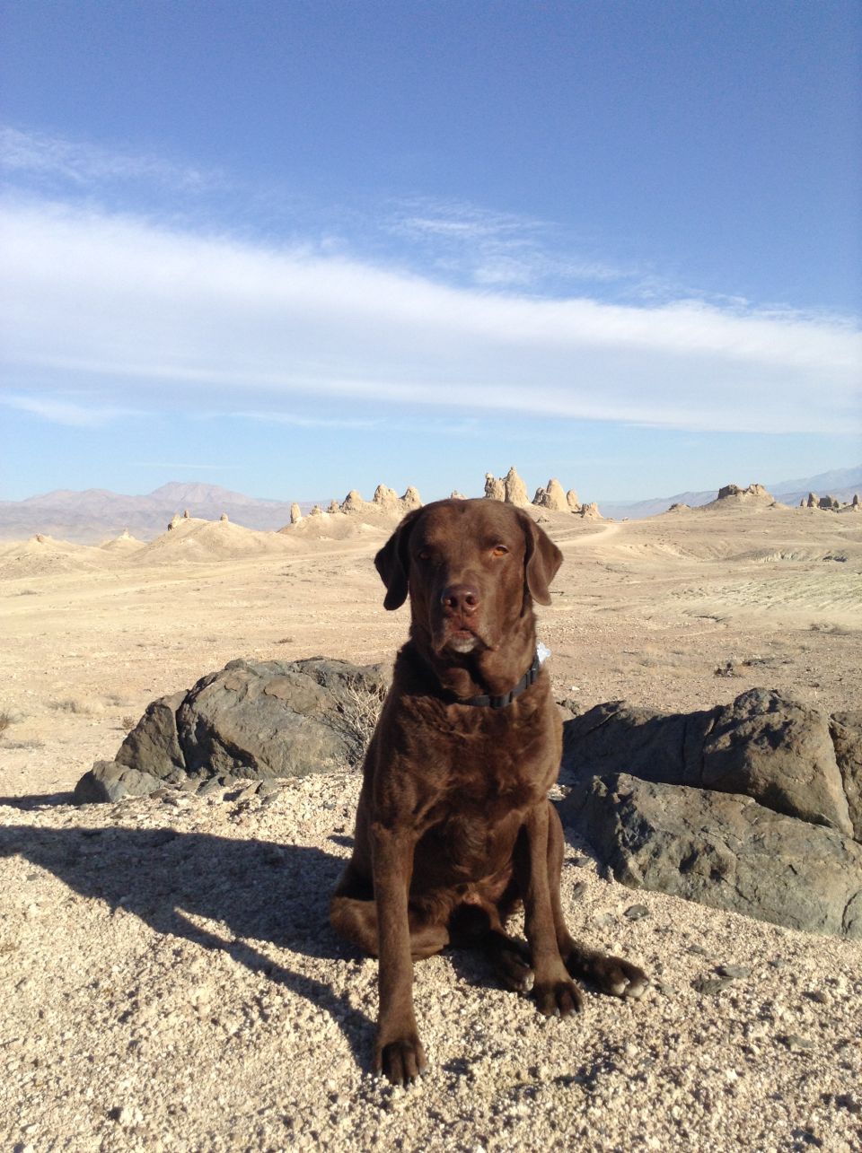 Brown dog sitting in a desert with tufa formations.