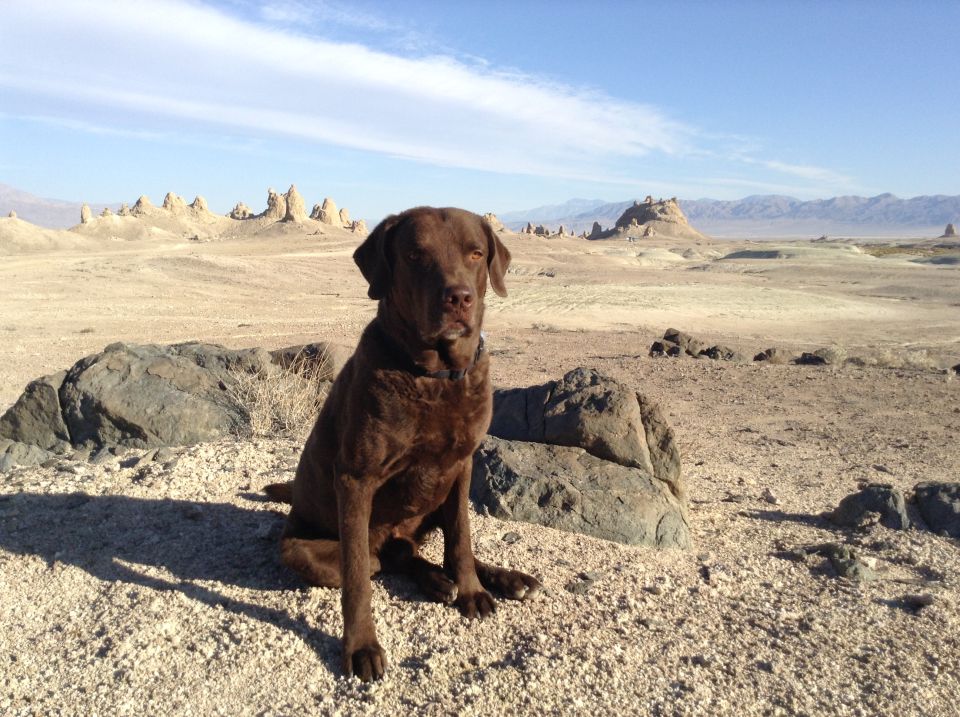 Brown dog sitting in a desert landscape.
