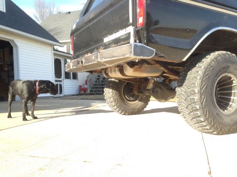 1979 Ford Bronco - Rear view of a black 1979 Ford Bronco a custom bumper and a dog.