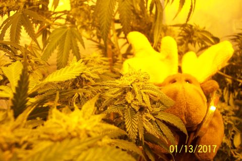 1989 Ford Bronco - A stuffed moose toy is partially visible among cannabis plants under yellow grow lights. A date stamp reads "01/13/2017".