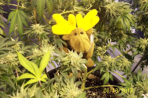 1989 Ford Bronco - A stuffed moose toy with yellow antlers is positioned amongst the branches and buds of a cannabis plant. A date stamp "01/13/2017" is visib…