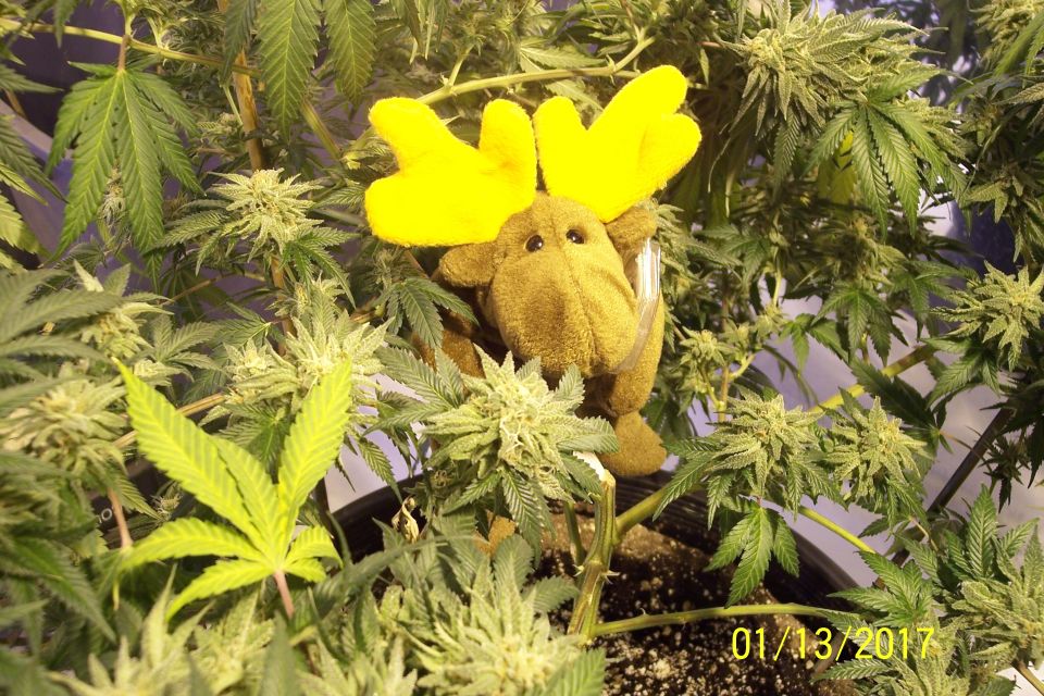 Stuffed moose toy with yellow antlers on a cannabis plant.