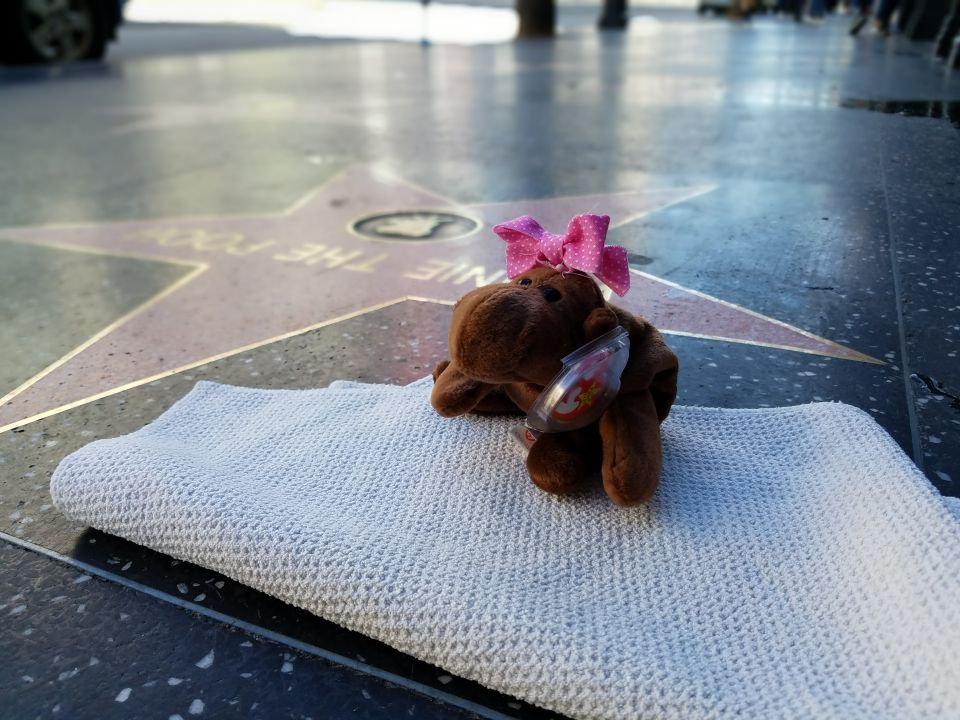 Stuffed animal on a towel in front of a Hollywood Walk of Fame star.