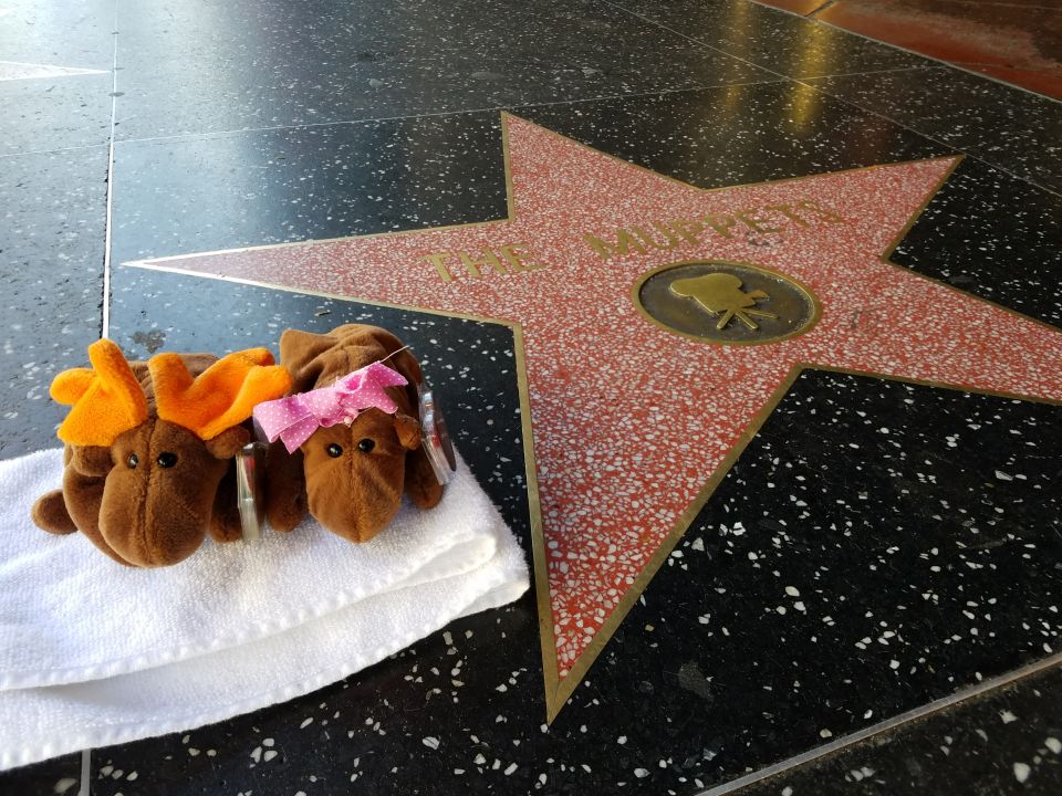Two plush moose toys on a towel next to The Muppets Walk of Fame star.