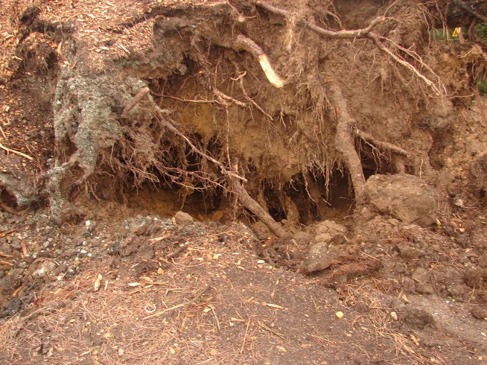 Exposed tree roots and soil after uprooting.