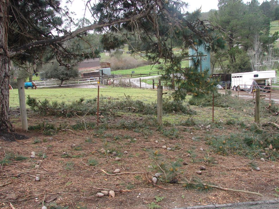 Rural scene with a horse in a pasture and a trailer, with pinecones and branches in the foreground.