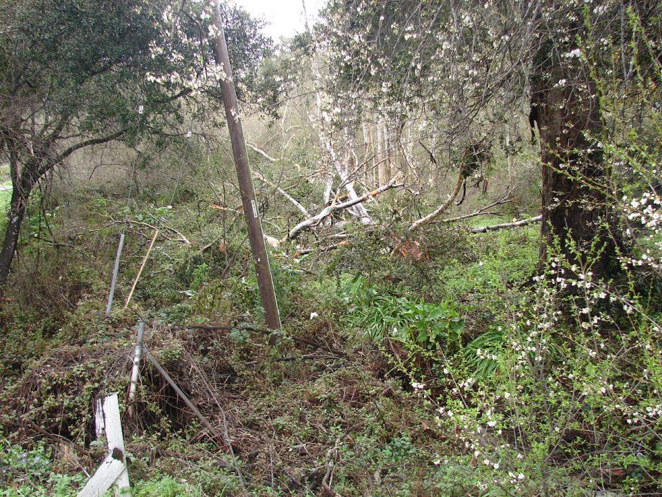 Downed utility pole in overgrown natural setting with white flowers