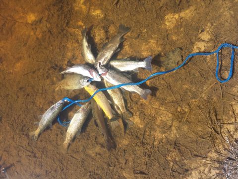 1996 Ford Bronco - A collection of trout are arranged in a circle on the muddy bottom of a shallow body of water, with a blue rope threaded through their mout…