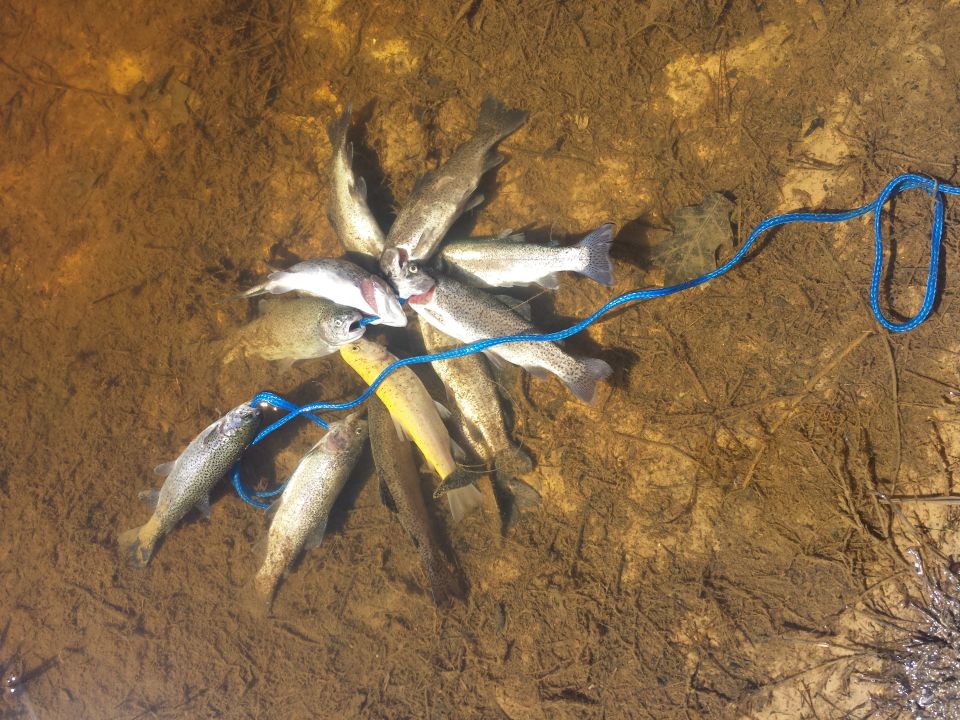 Trout arranged in a circle with a blue rope.