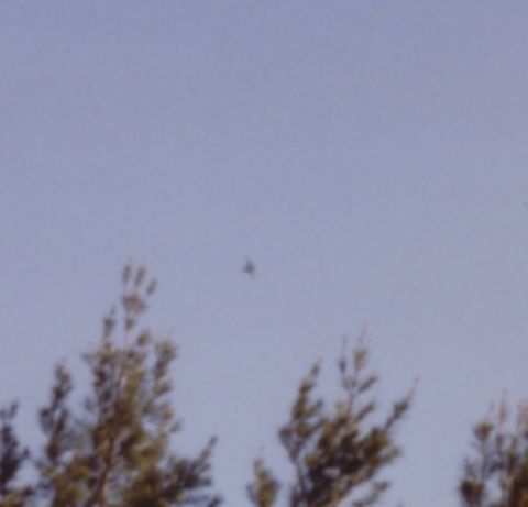 1995 Ford Bronco - Washed-out sky above pine treetops with a small dark speck high overhead, too distant and blurry to identify; no vehicle, part or document…