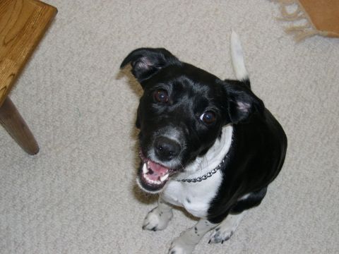 1994 Ford Bronco - Harlee. 22 lbs of Chocolate Lab, German shorthair, and ABPT. Shes the runt.