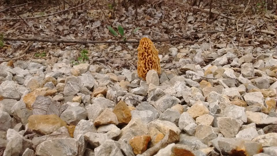 Morel mushroom growing among rocks and dry leaves