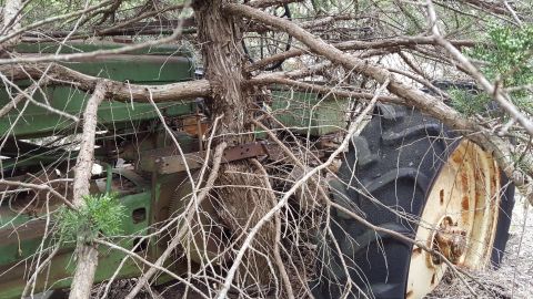 1973 Ford F-100 - An old green tractor is heavily overgrown with branches and trees, obscuring most of its details.