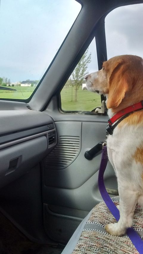1996 Ford F-350 - Seat cover is dog approved!