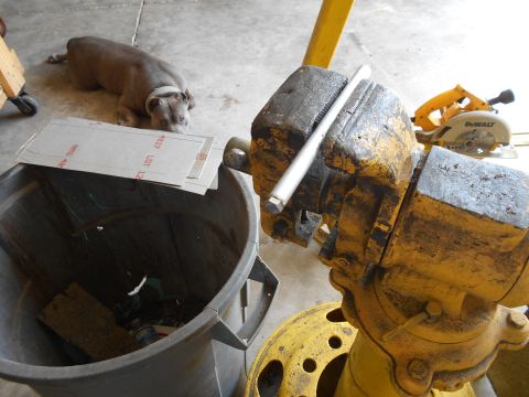 1992 Ford Bronco - A dog lies on the floor near a trash can filled with items and some papers. A large vise and a DeWalt circular saw are also in the frame.