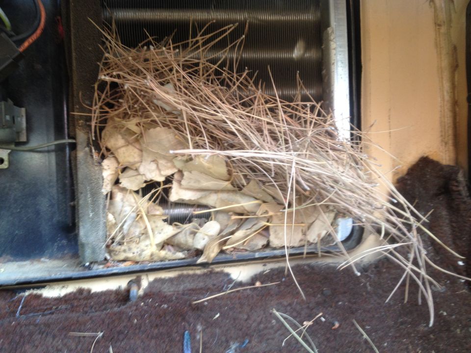 Dry leaves and pine needles clogging a vehicle's radiator or condenser fins.