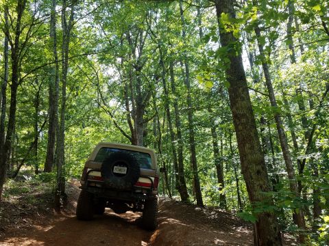 1988 Ford Bronco - 1988 Ford Bronco navigates a dirt path through a dense forest.
