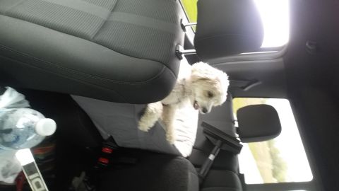 2006 Mitsubishi Evolution - A small white dog looks out from the interior of a car, with a water bottle and cleaning tool visible.