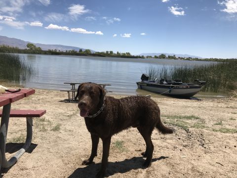 1997 Dodge 3500 - A dog and a fishing boat are at the edge of a lake on a sunny day.