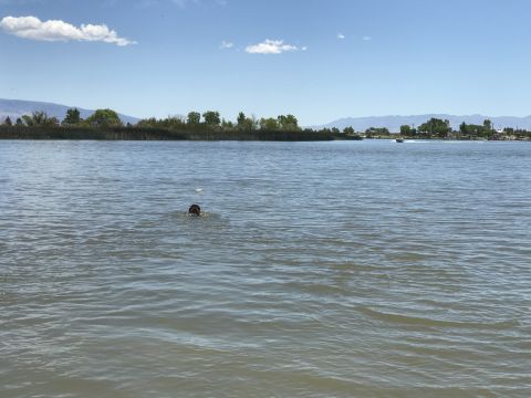 1997 Dodge 3500 - A person swims in a lake on a sunny day, with a distant boat and shoreline.