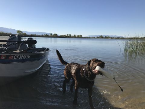 1997 Dodge 3500 - A brown dog stands in the water next to a boat, holding a white object in its mouth. The boat is partially beached on the shore, with the w…