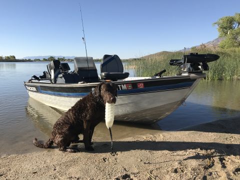 1997 Dodge 3500 - A brown dog sits on a sandy shore holding a white toy in its mouth next to a Tracker boat docked in the water.