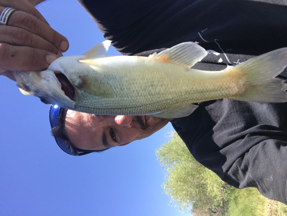 Person holding a fish with a blue sky and trees.