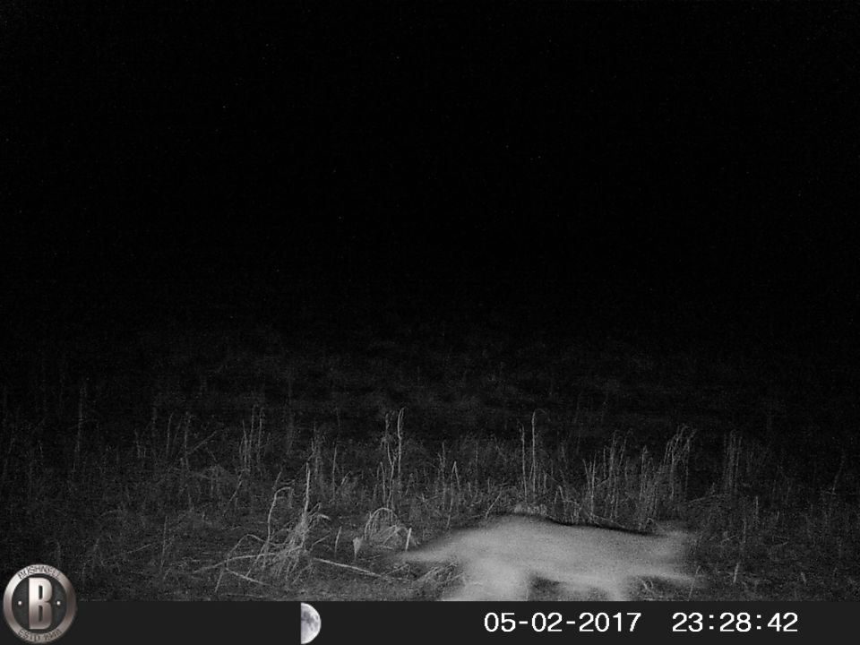 Nighttime trail camera image of grass with an animal outline and timestamp.