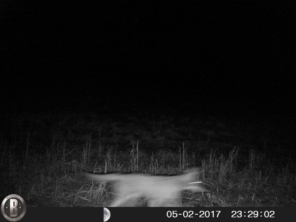 Nighttime infrared image of a blurry animal in tall grass with date and time stamp.
