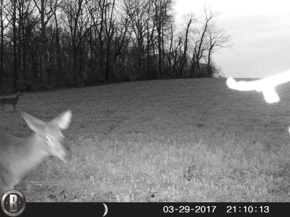 A deer in a field at dusk.