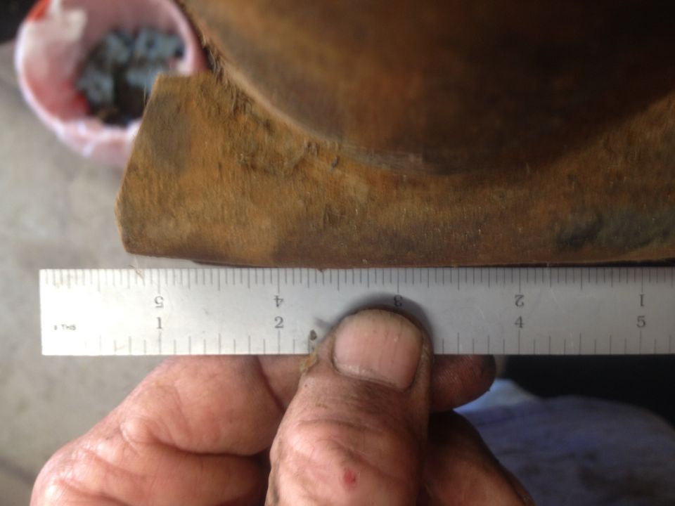 Close-up of a ruler measuring a brown, furry object.