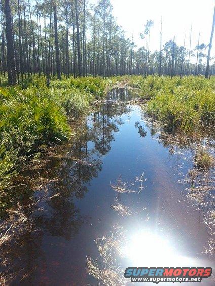 1989 Ford Bronco - A flooded dirt road winds through a dense pine forest, with reflections of trees visible in the still water.