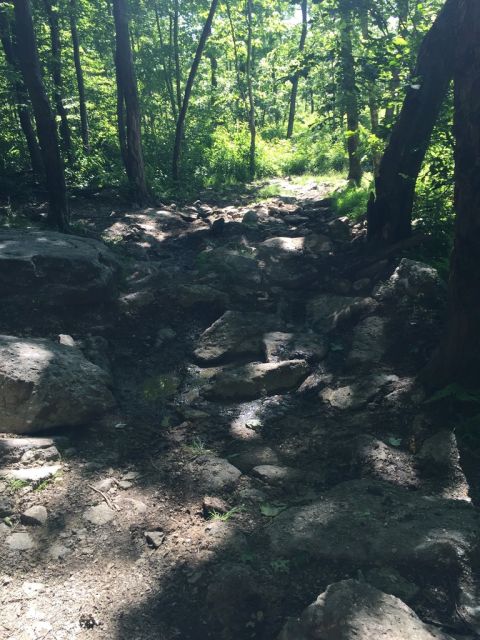 1989 Ford Bronco - A rocky trail winds through a sun-dappled forest.