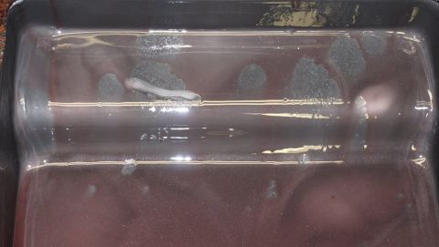 1984 Ford Bronco - Close-up of a transmission fluid pan showing residue and fluid.