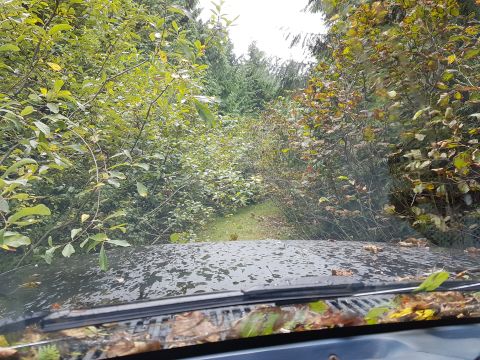 1984 Ford Bronco - Driving through overgrown woods on a dirt path, the hood of the vehicle is visible with leaves and water droplets.