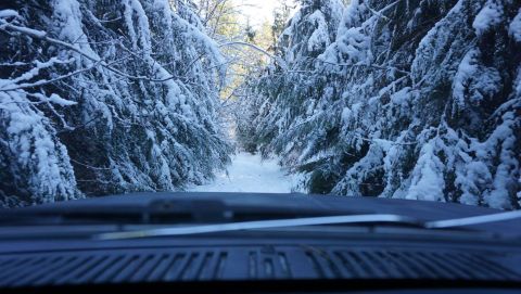 1984 Ford Bronco - Driving through a snow-covered forest road, trees heavy with snow line the path.