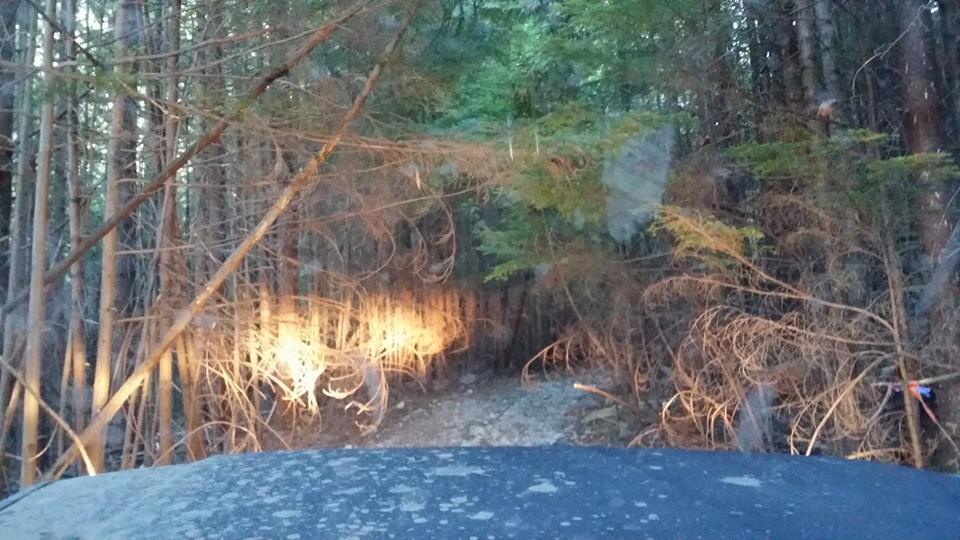 View from car driving on dirt road through forest