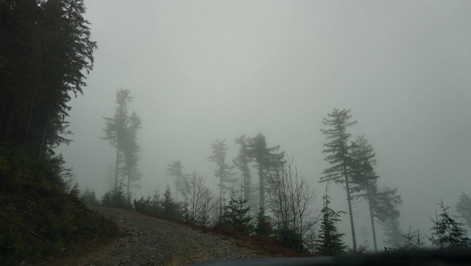 Trees in a foggy forest with a gravel road