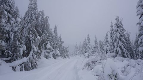 1984 Ford Bronco - A snow-covered road winds through a dense forest under a hazy sky.