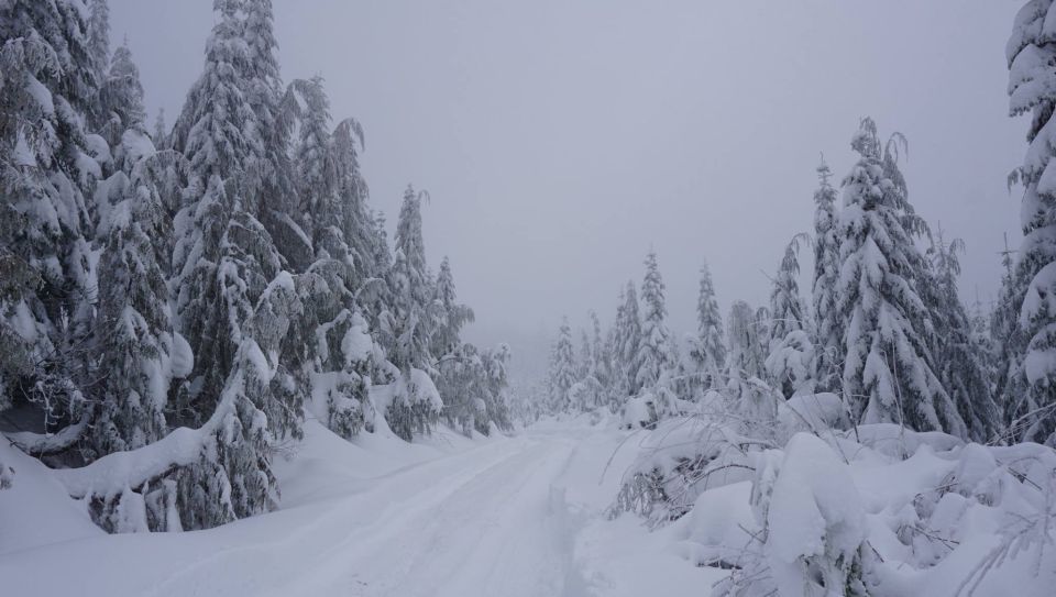 snowy road through a forest with snow-covered trees