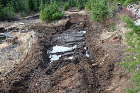 1984 Ford Bronco - Deep tire tracks mark a path through the mud and water in a forest setting.