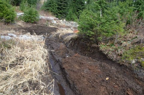 1984 Ford Bronco - A muddy track with deep tire ruts winds through a forest clearing, suggesting off-road vehicle activity.