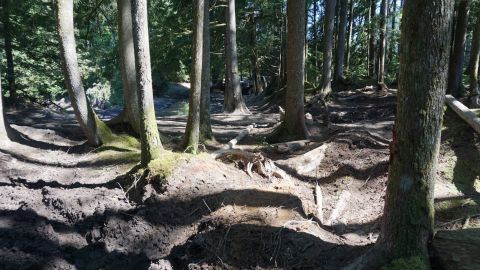1984 Ford Bronco - A vehicle is partially visible on a dirt path winding through a dense forest.