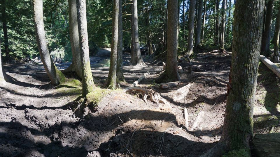 Forest path with a dark vehicle visible in the distance